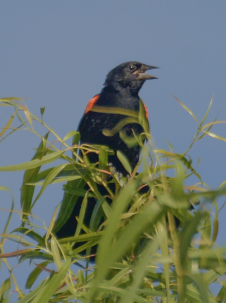Red-winged Blackbird - ML638998476