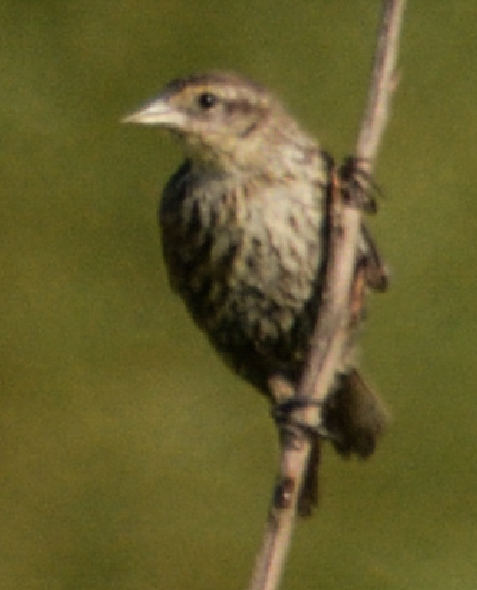 Red-winged Blackbird - ML638998477