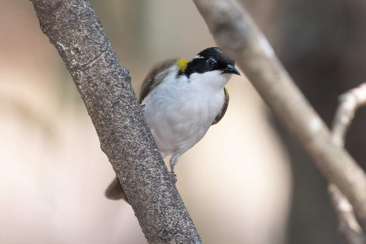 White-throated Honeyeater - ML638998500