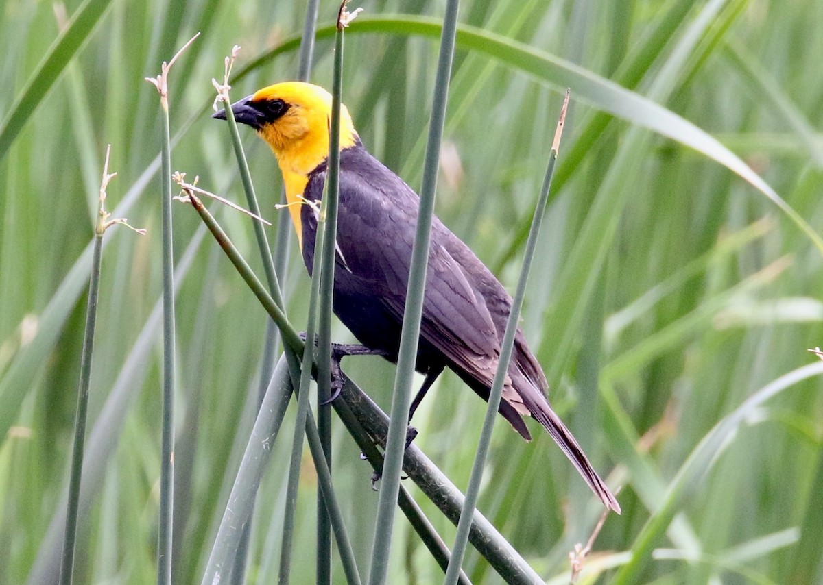 Yellow-headed Blackbird - ML638998525