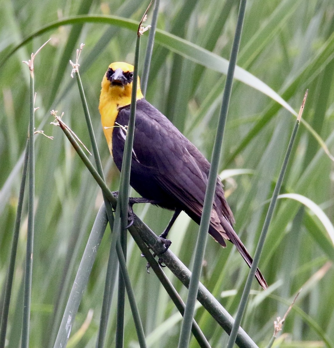Yellow-headed Blackbird - ML638998526