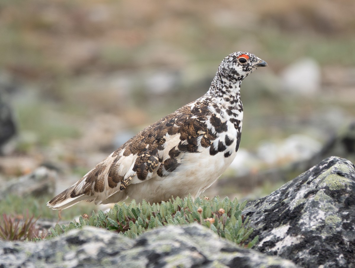 White-tailed Ptarmigan - ML638998540