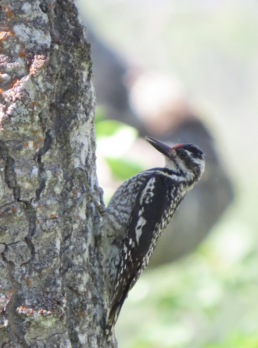 Yellow-bellied Sapsucker - ML638998543
