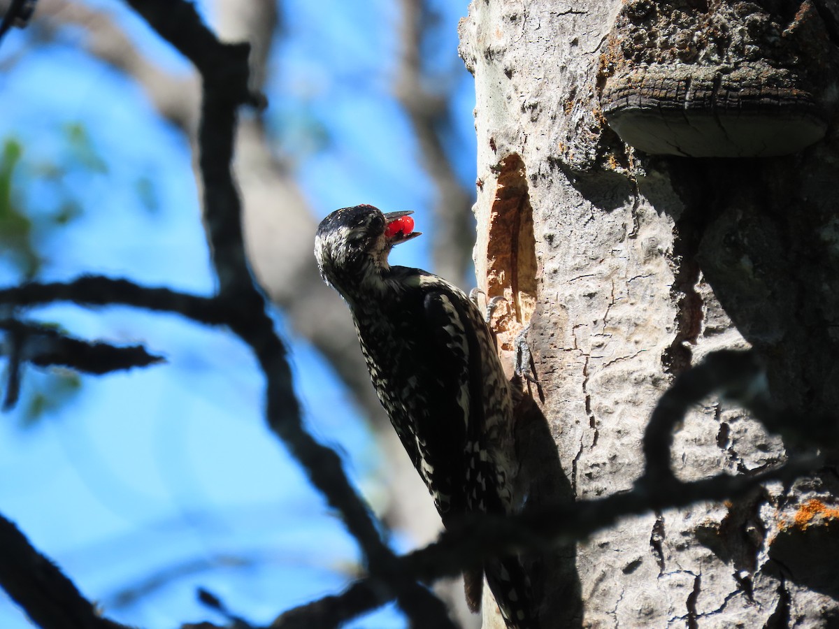 Yellow-bellied Sapsucker - ML638998544
