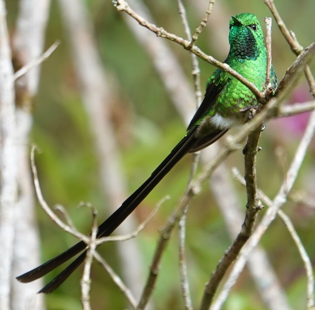 Black-tailed Trainbearer - ML638998563