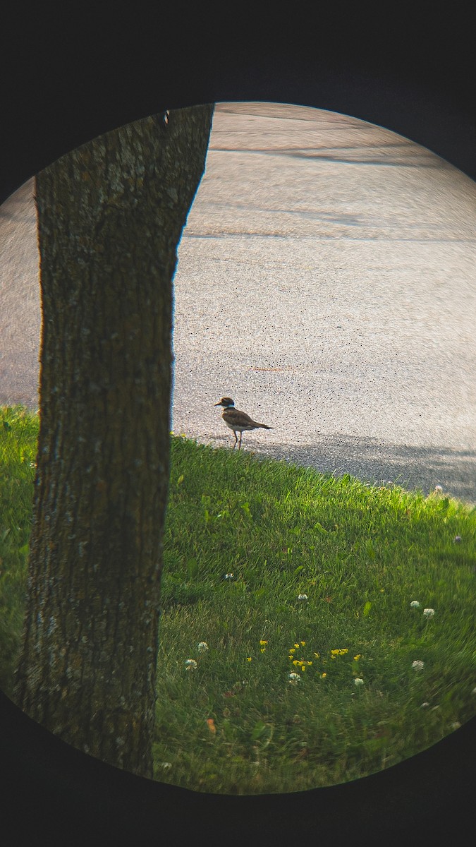 Killdeer - ML638998565