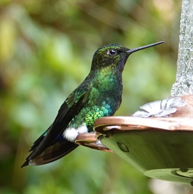 Glowing Puffleg - ML638998571