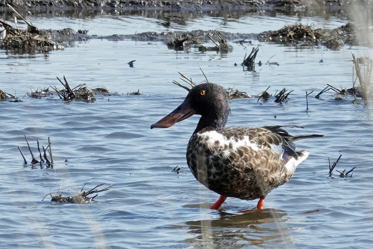 Northern Shoveler - ML638998572
