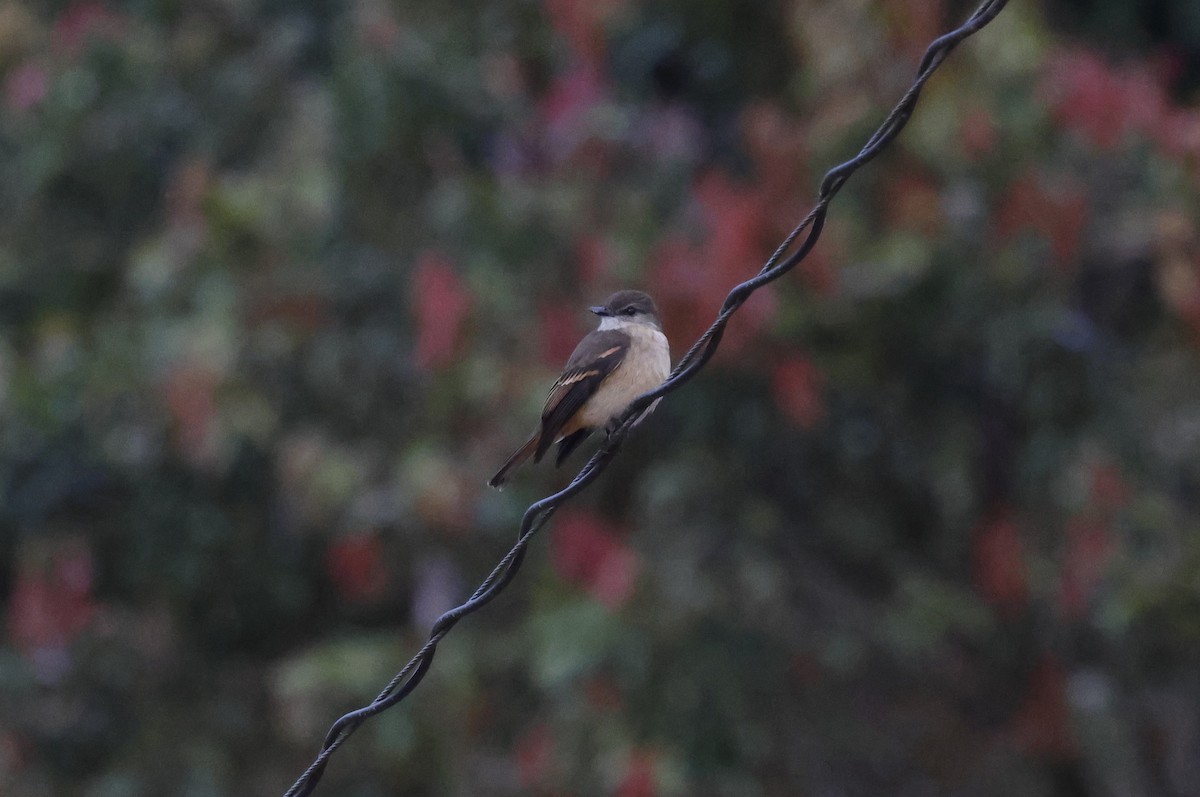 Rufous-bellied Bush-Tyrant - ML638998575