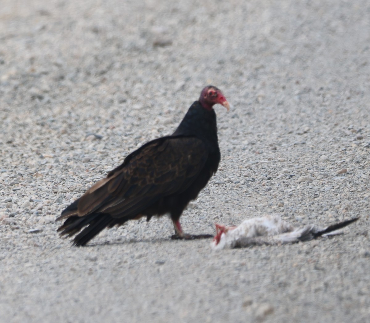 Turkey Vulture - ML638998577