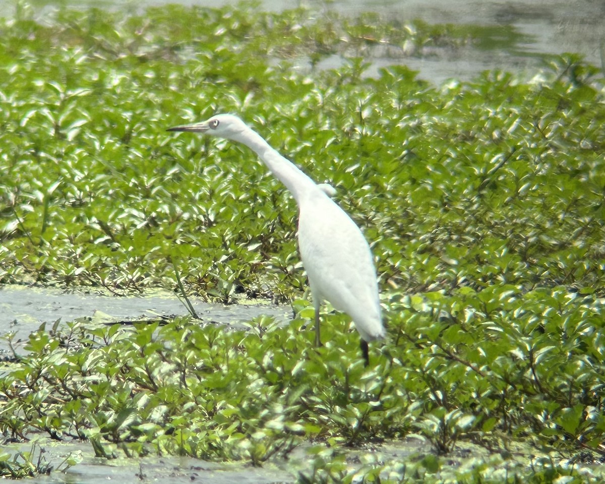 Little Blue Heron - ML638998578