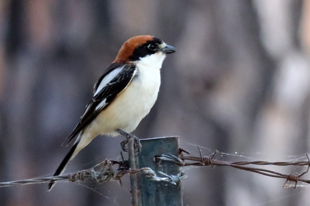 Woodchat Shrike - ML638998579