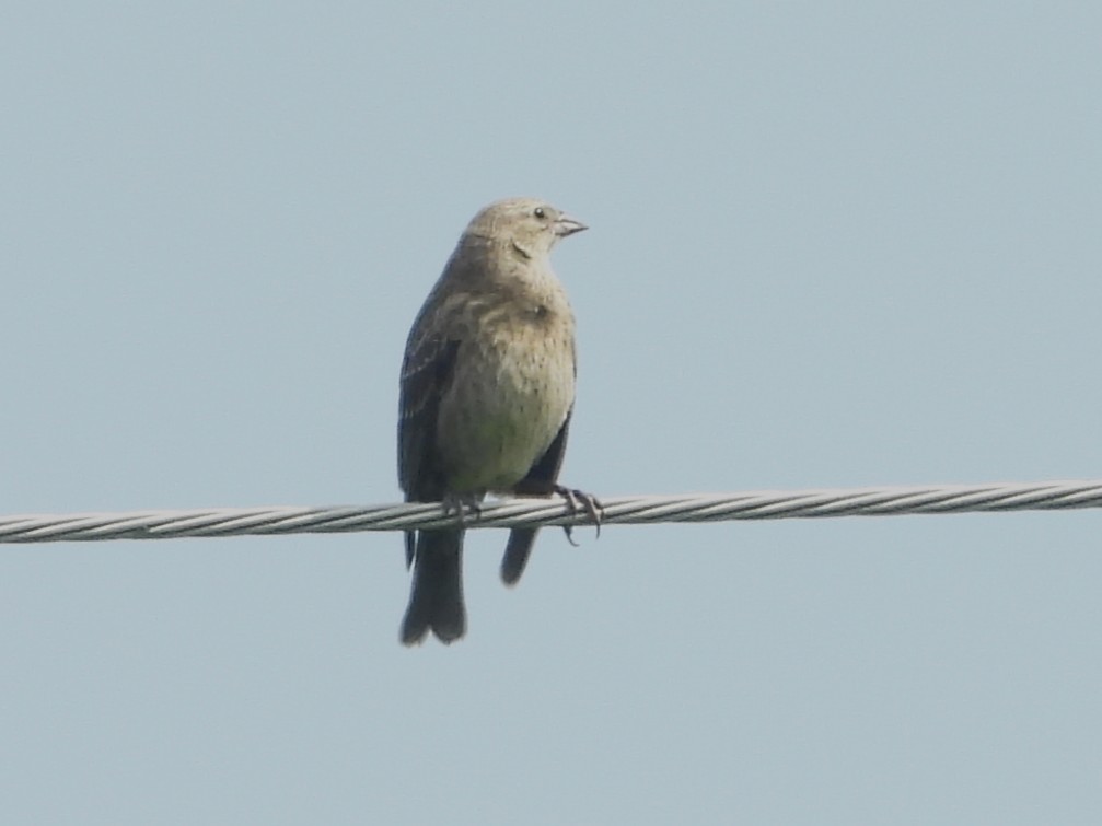 Brown-headed Cowbird - ML638998581