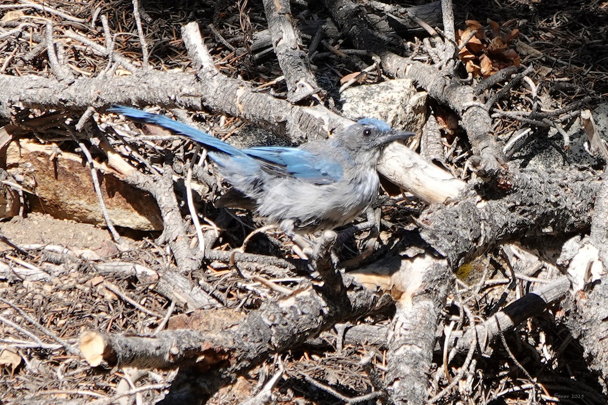 Woodhouse's Scrub-Jay - ML638998583