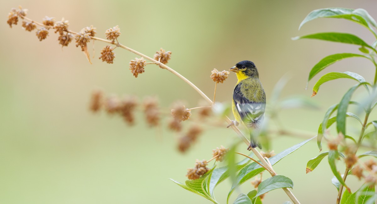Lesser Goldfinch - ML638998584