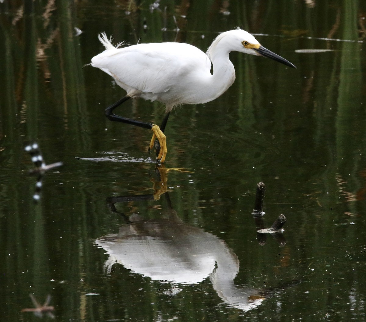 Snowy Egret - ML638998585