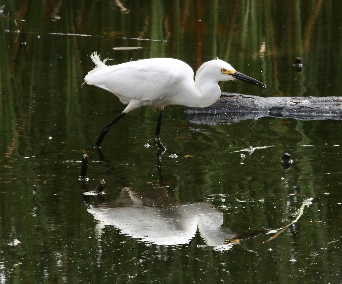 Snowy Egret - ML638998586