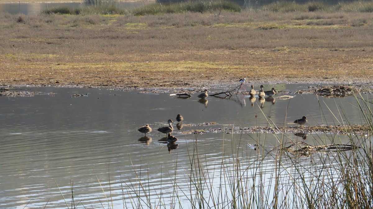 Yellow-billed Pintail - ML638998587