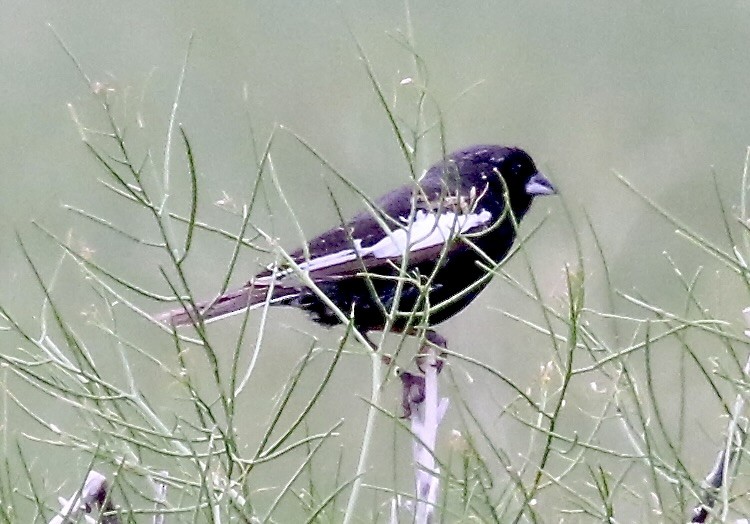 Lark Bunting - ML638998590
