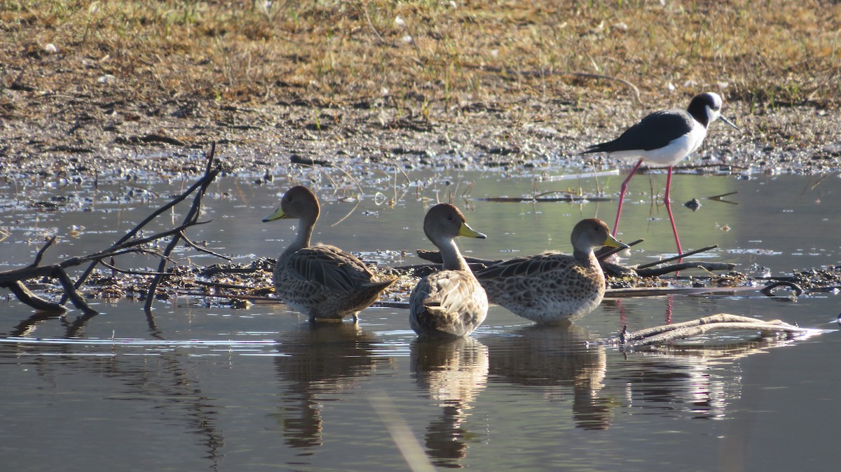 Yellow-billed Pintail - ML638998591