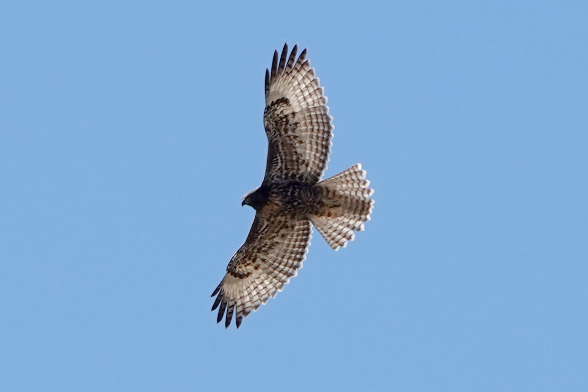 Red-tailed Hawk - ML638998593