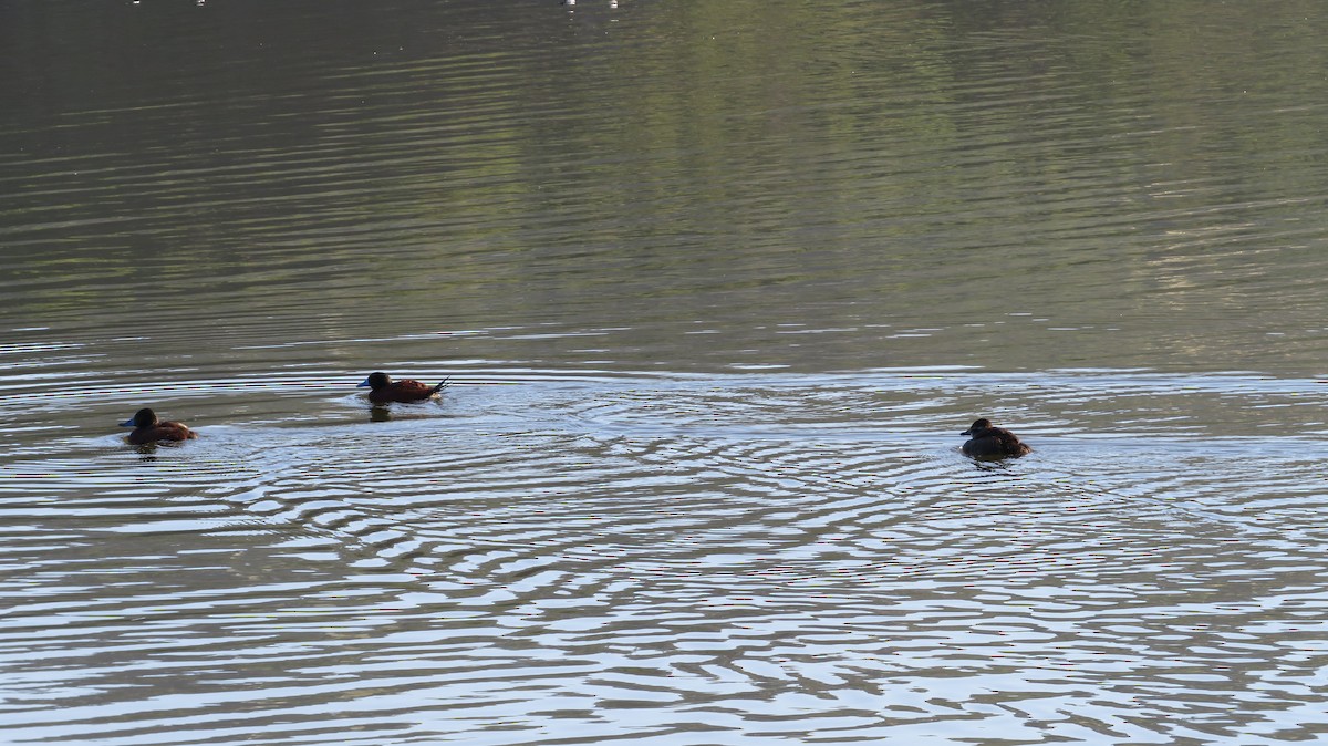 Lake Duck - ML638998598