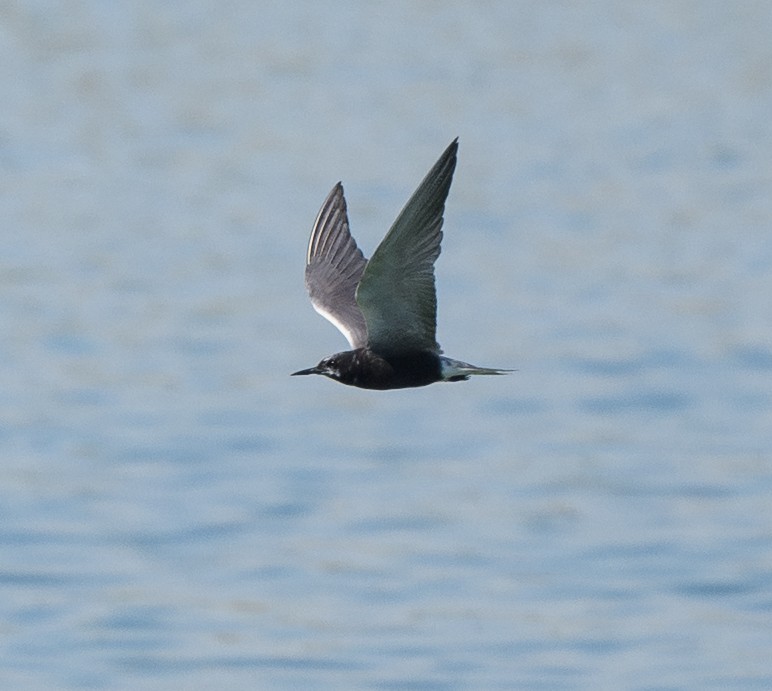 Black Tern - ML638998609