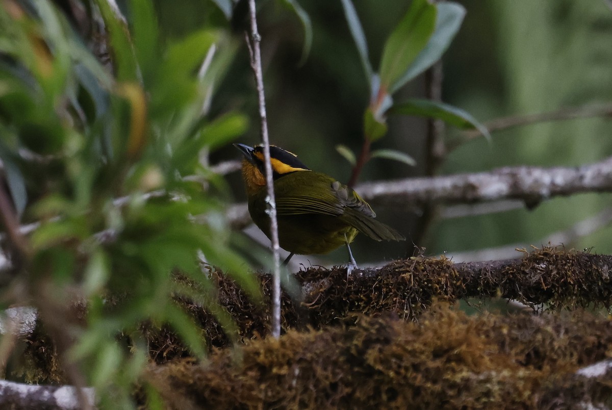 Orange-browed Hemispingus - ML638998611