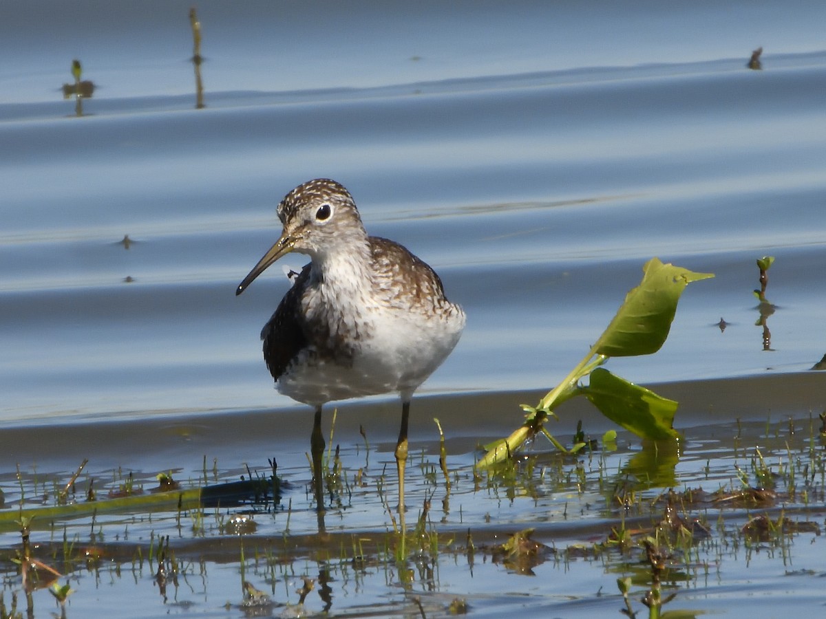 Solitary Sandpiper - ML638998614