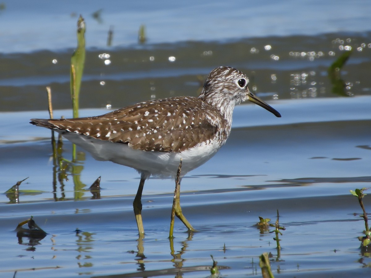 Solitary Sandpiper - ML638998615