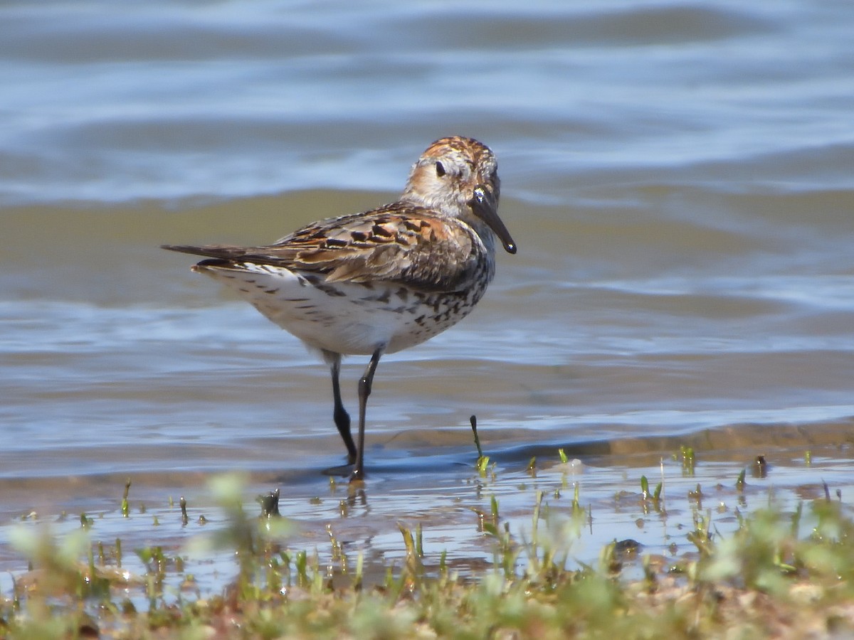 Bergstrandläufer - ML638998626
