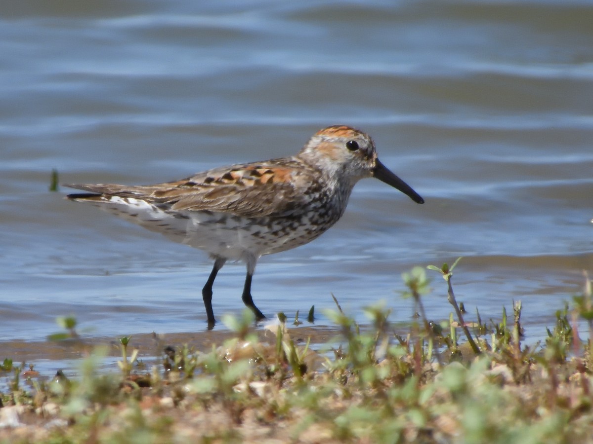 Bergstrandläufer - ML638998627