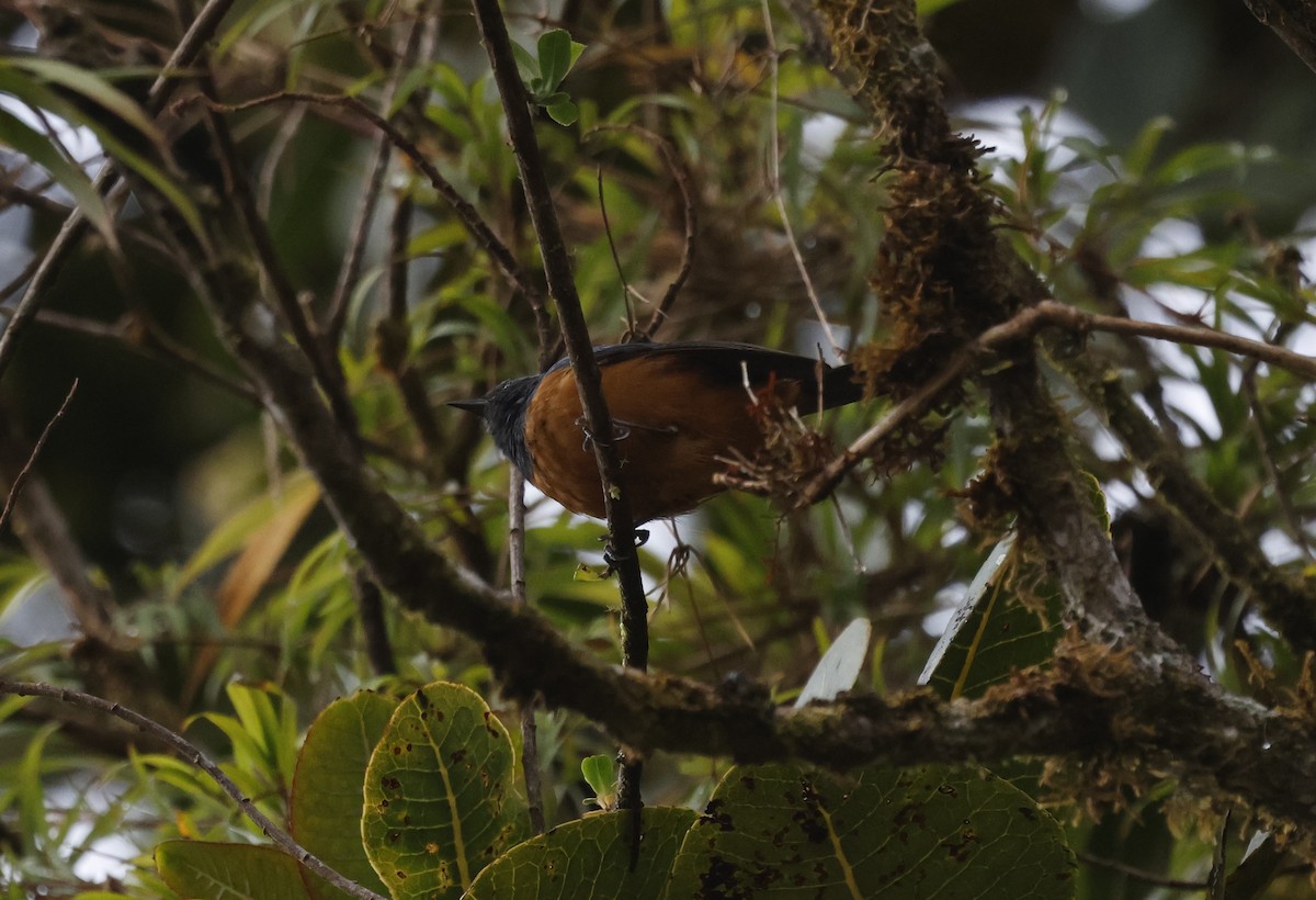 Blue-backed Conebill - ML638998628
