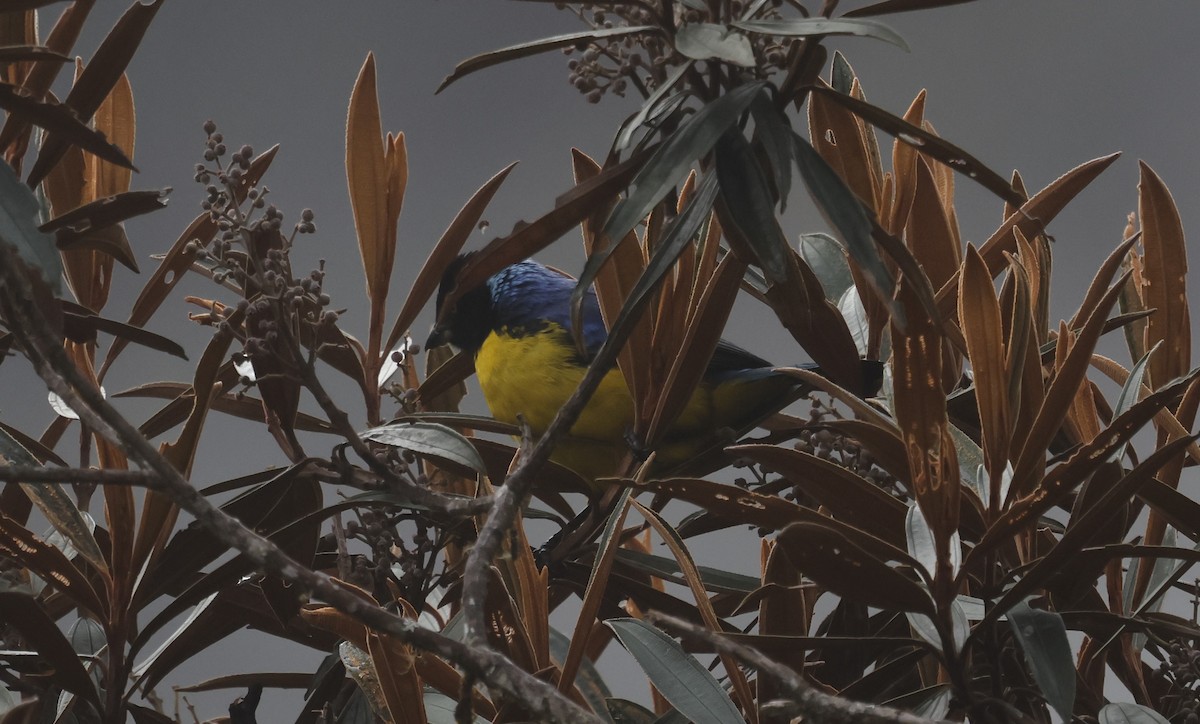 Hooded Mountain Tanager - ML638998642