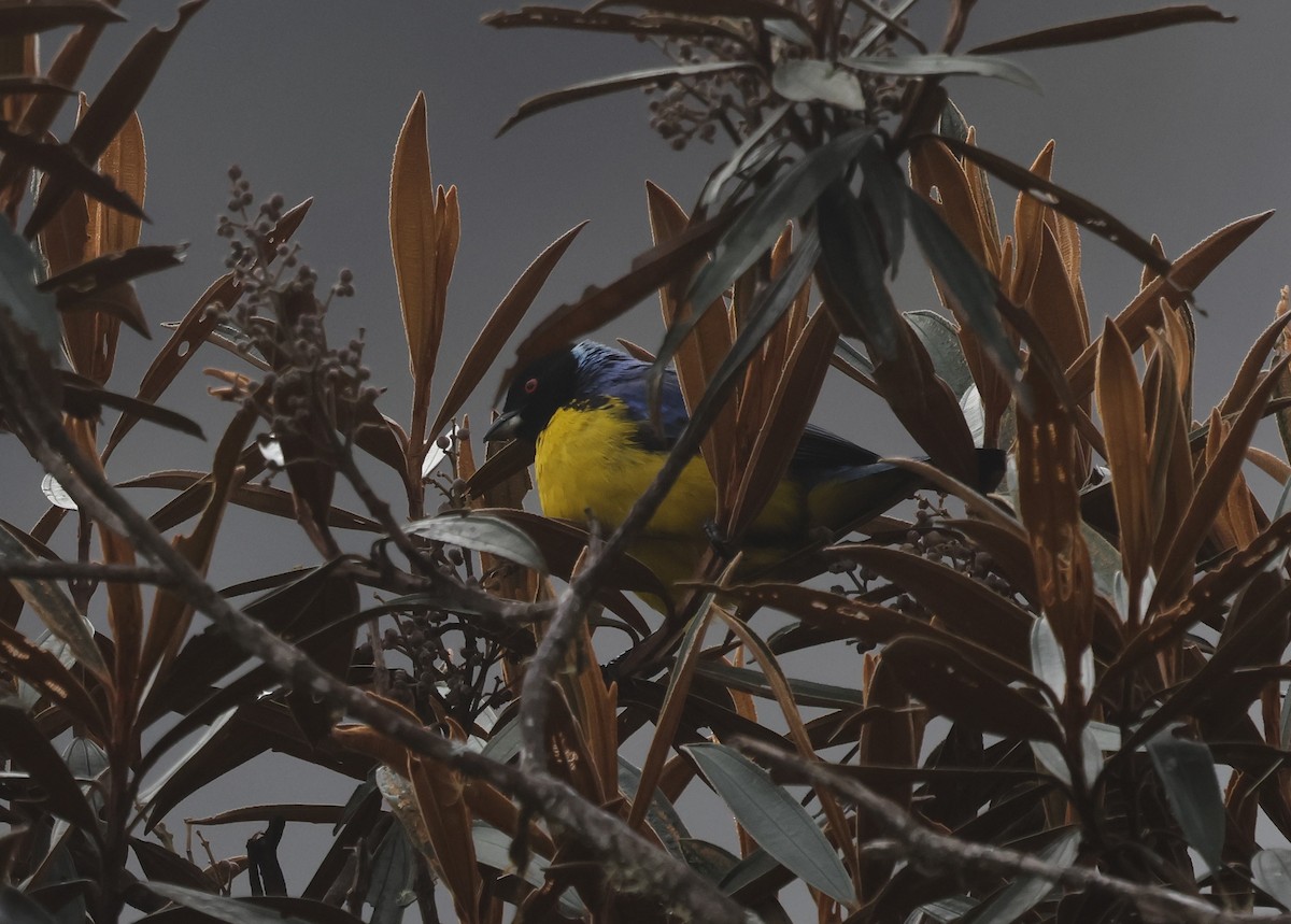 Hooded Mountain Tanager - ML638998647