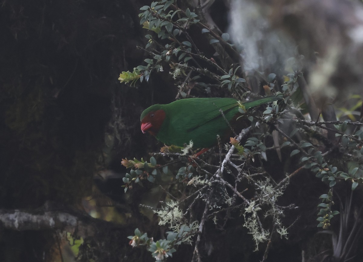 Grass-green Tanager - ML638998653