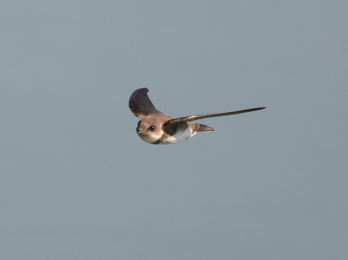 Bank Swallow - ML638998657