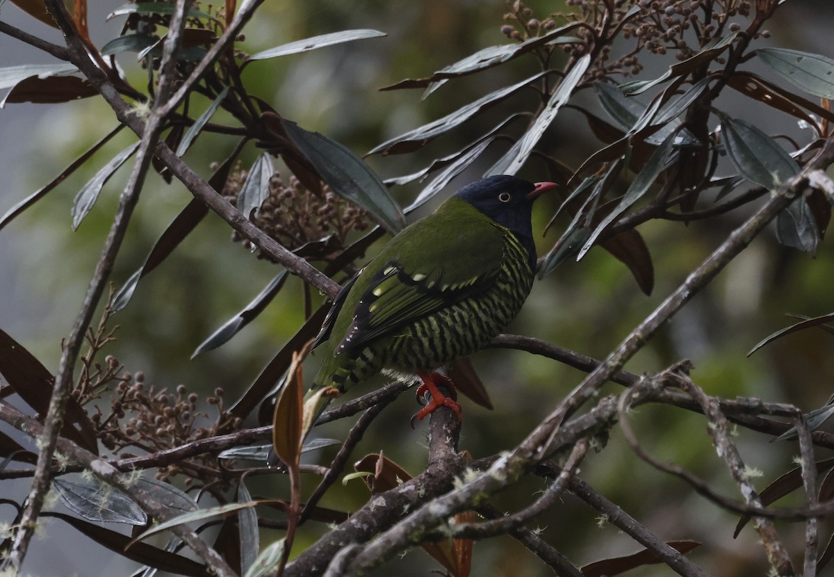 Barred Fruiteater - ML638998663