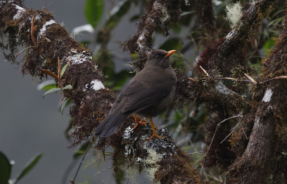 Great Thrush - ML638998673