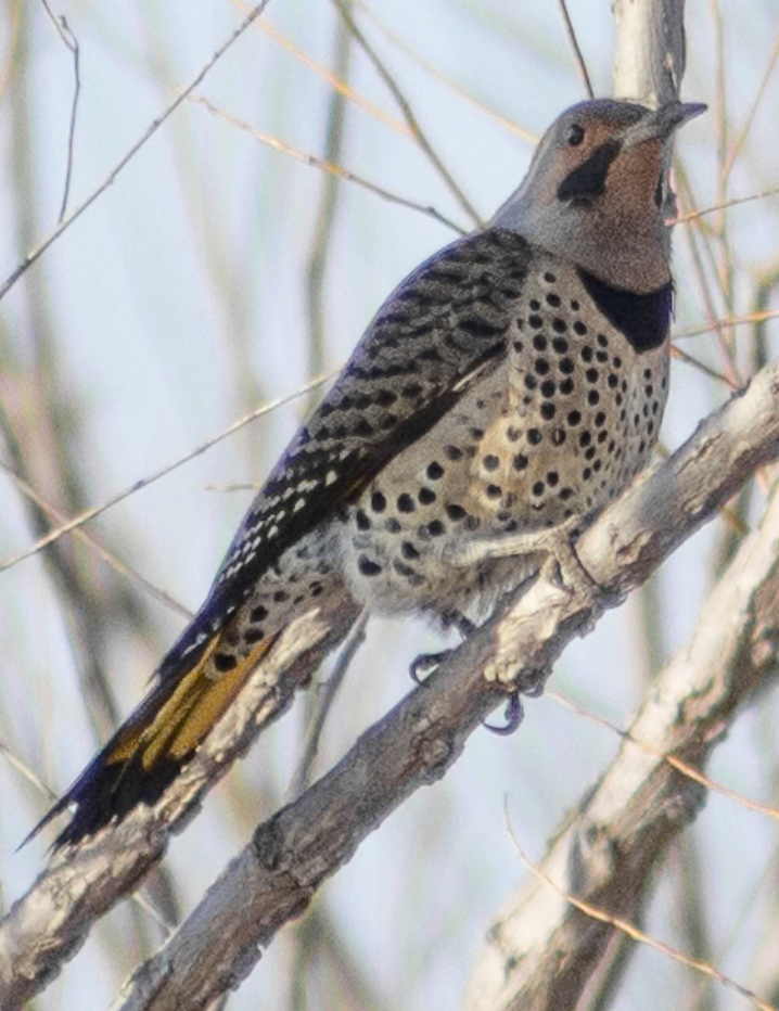 Northern Flicker - ML638998675