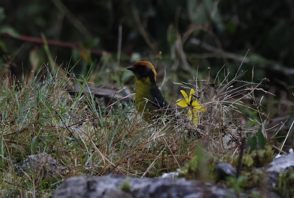 Bolivian Brushfinch - ML638998683