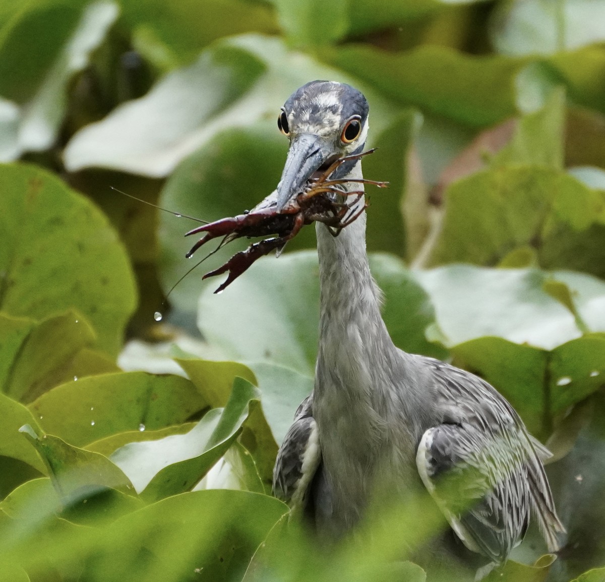 Yellow-crowned Night Heron - ML638998689