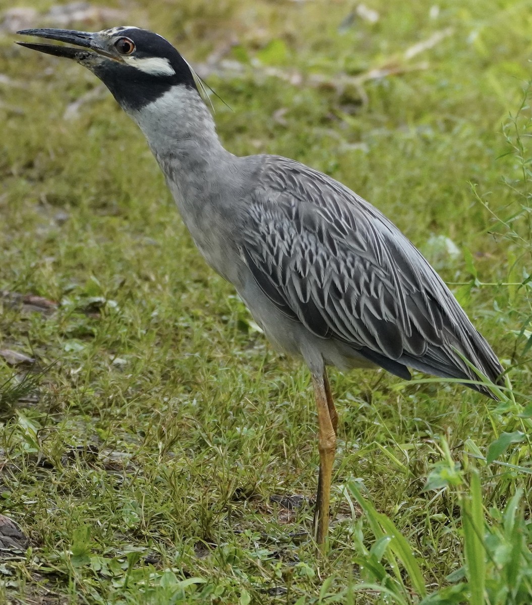 Yellow-crowned Night Heron - ML638998690