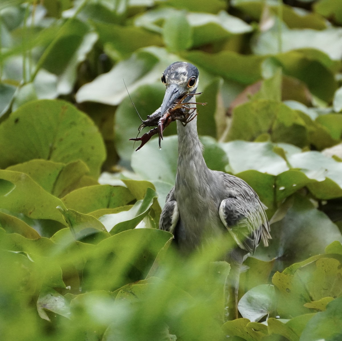 Yellow-crowned Night Heron - ML638998693