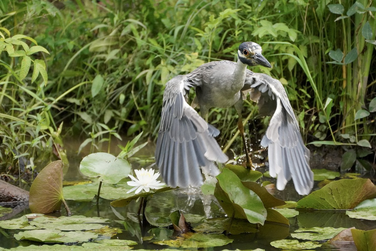 Yellow-crowned Night Heron - ML638998695