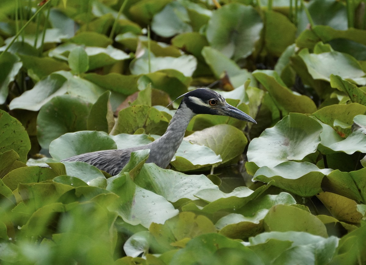 Yellow-crowned Night Heron - ML638998697