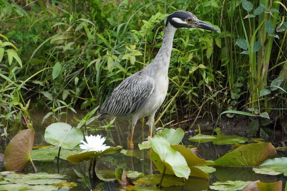 Yellow-crowned Night Heron - ML638998698