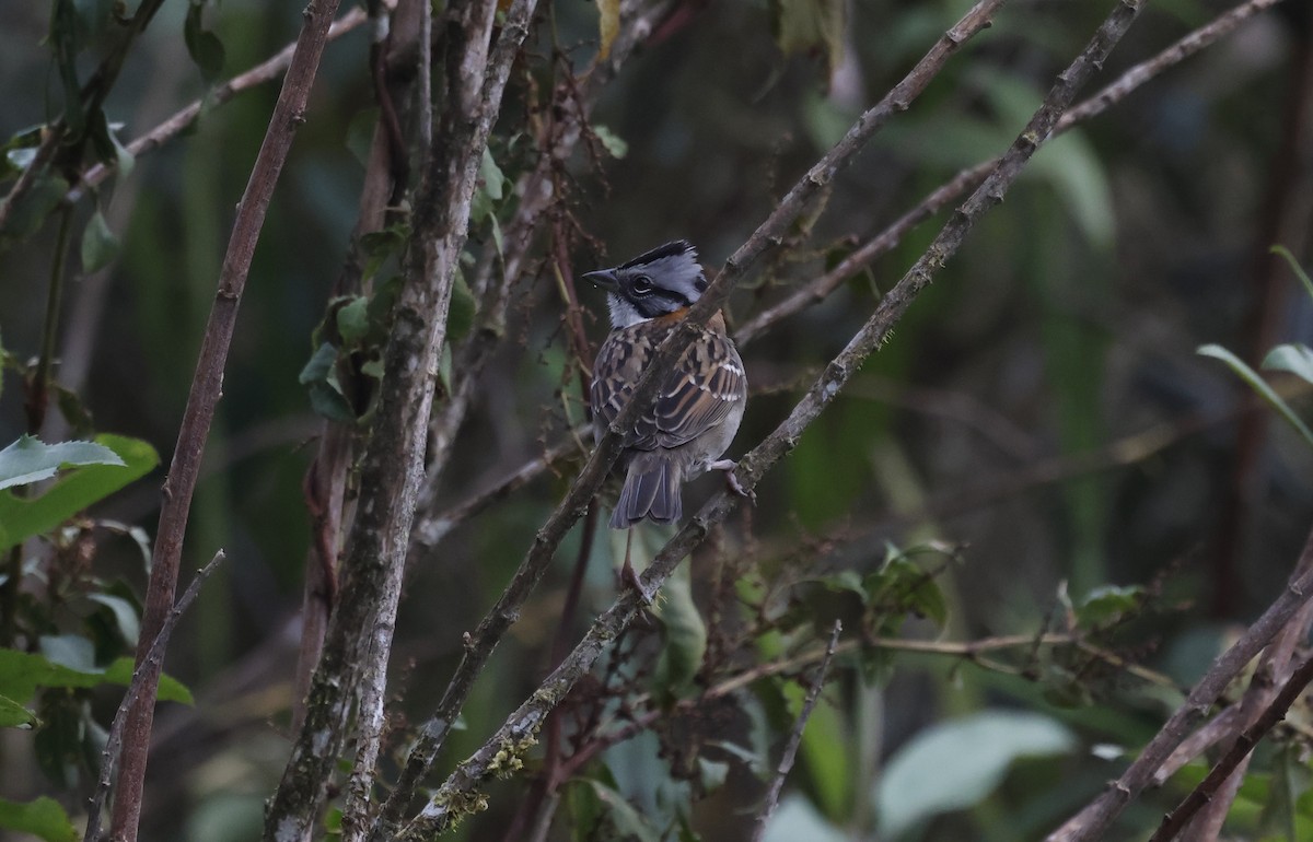 Rufous-collared Sparrow - ML638998699