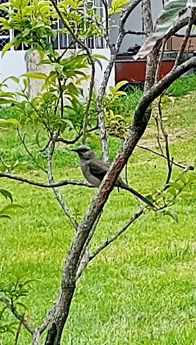 Tropical Mockingbird - ML638998700