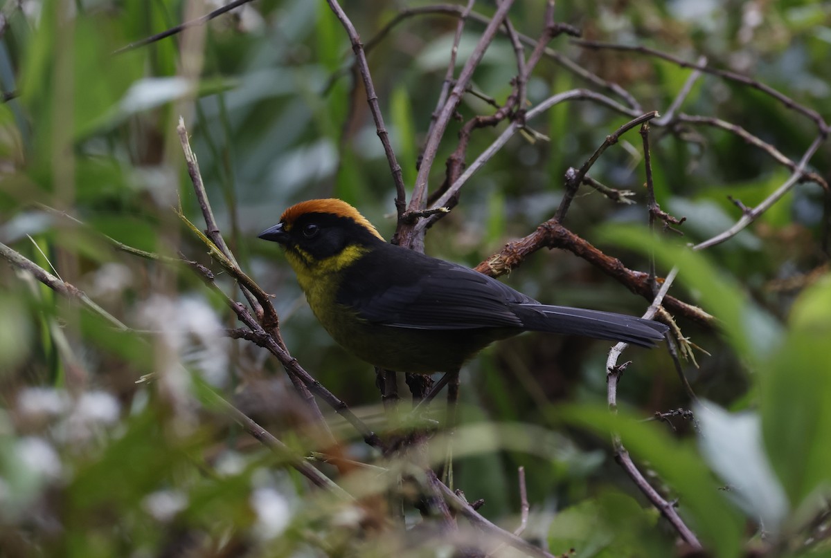 Bolivian Brushfinch - ML638998708